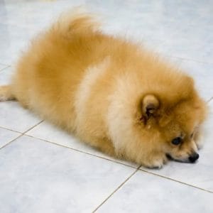 pet flooring