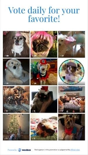 2022 Dress Your Pet Photo Contest Entries 2022 Dress Your Pet Photo Contest Entries