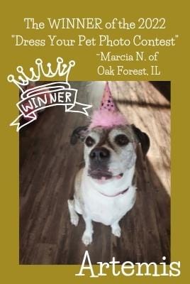 Dress Your Pet WINNER Dress Your Pet WINNER