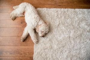 area rug mokena