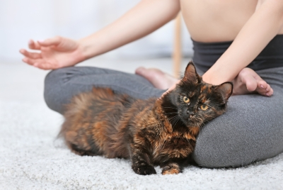 Sustainability - A Healthy Home for You and Your Cat