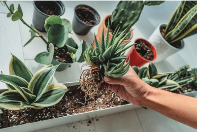 Indoor Plants