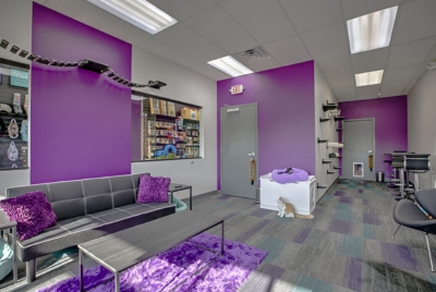 Sugar Kittens - Cat Café - J+J Flooring Group
