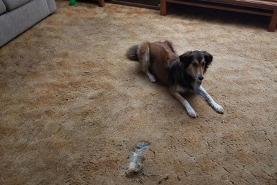 David E. of Oak Forest, IL 2020 Ugly Floor Contest Entry What Does Worn Carpet Actually Look Like