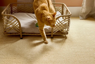 Which Shaw Flooring Products are the most popular