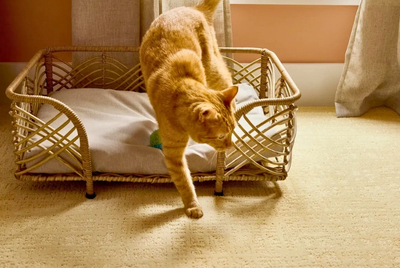 Can Carpet Really Be Pet-Friendly Flooring Can Carpet Really Be Pet-Friendly Flooring
